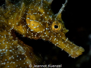 The markings on the face of the Seahorse (Hippocampus hip... by Jeannot Kuenzel 